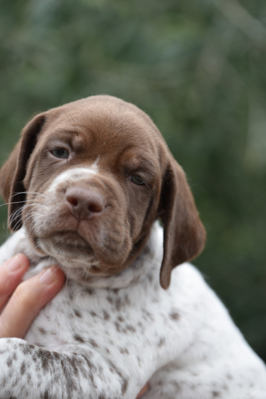 du Milobre de Bouisse - Chiots disponibles - Braque français, type Pyrenees (petite taille)