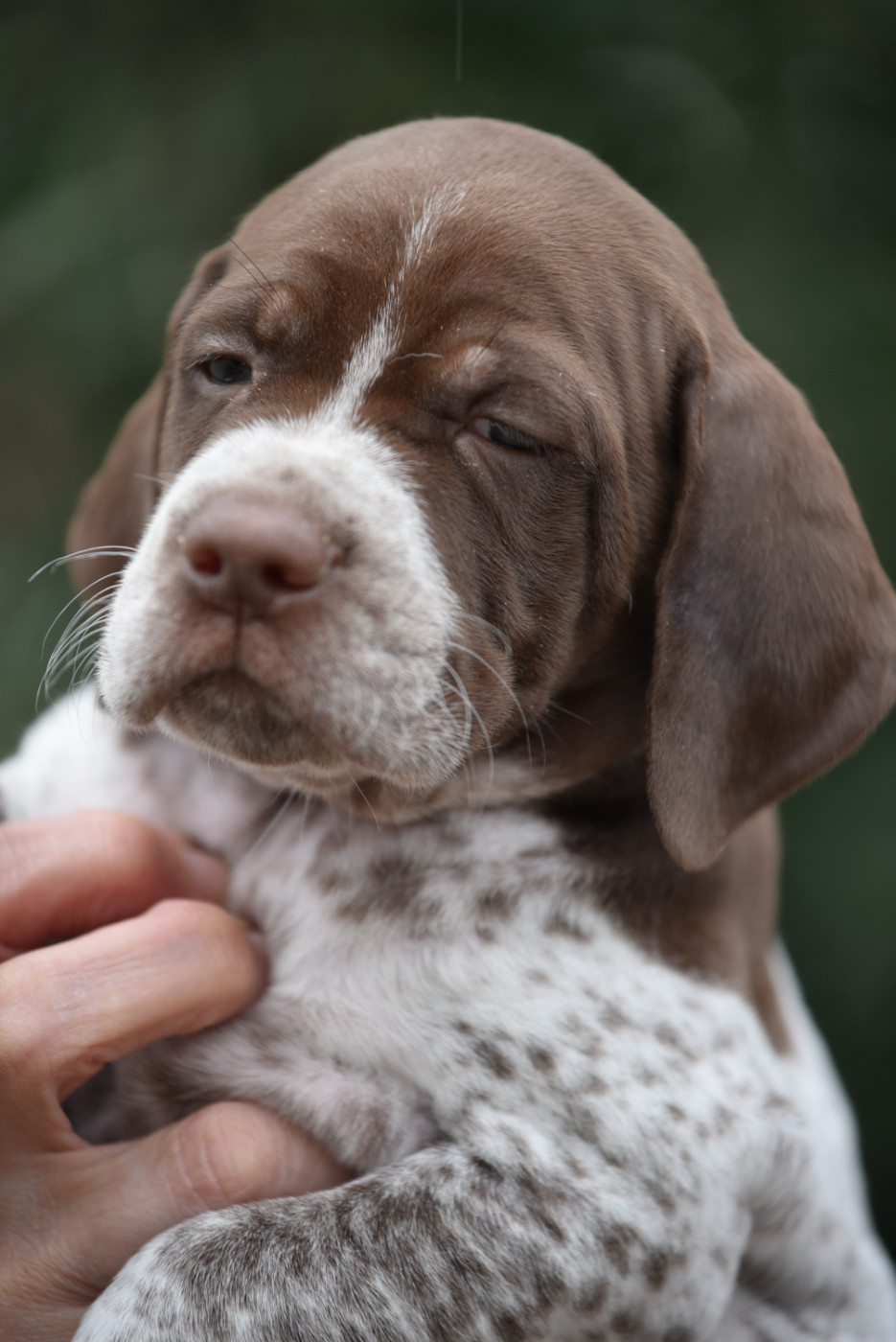 du Milobre de Bouisse - Chiots disponibles - Braque français, type Pyrenees (petite taille)