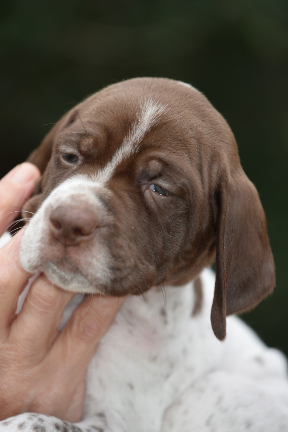 du Milobre de Bouisse - Chiots disponibles - Braque français, type Pyrenees (petite taille)