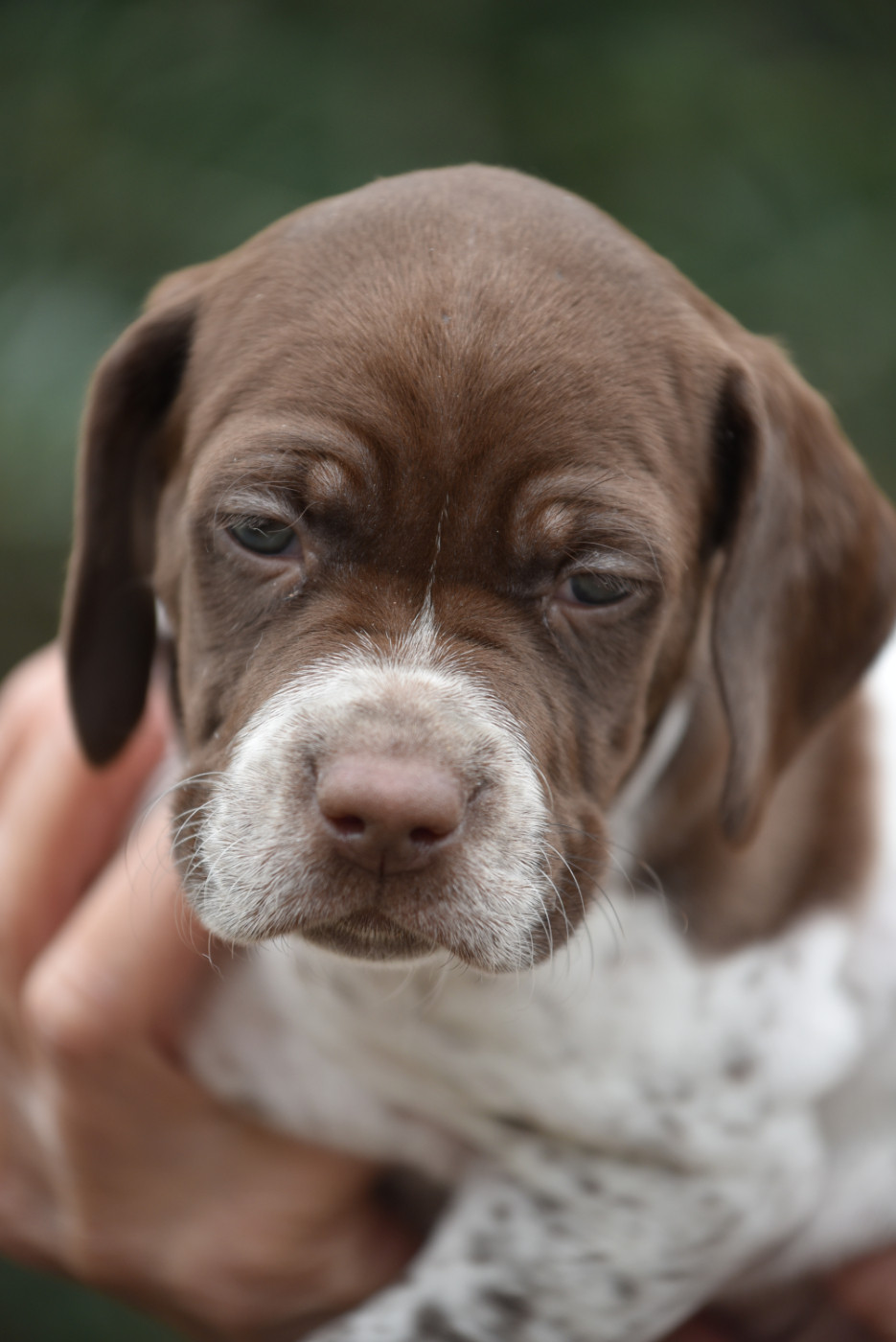 du Milobre de Bouisse - Chiots disponibles - Braque français, type Pyrenees (petite taille)