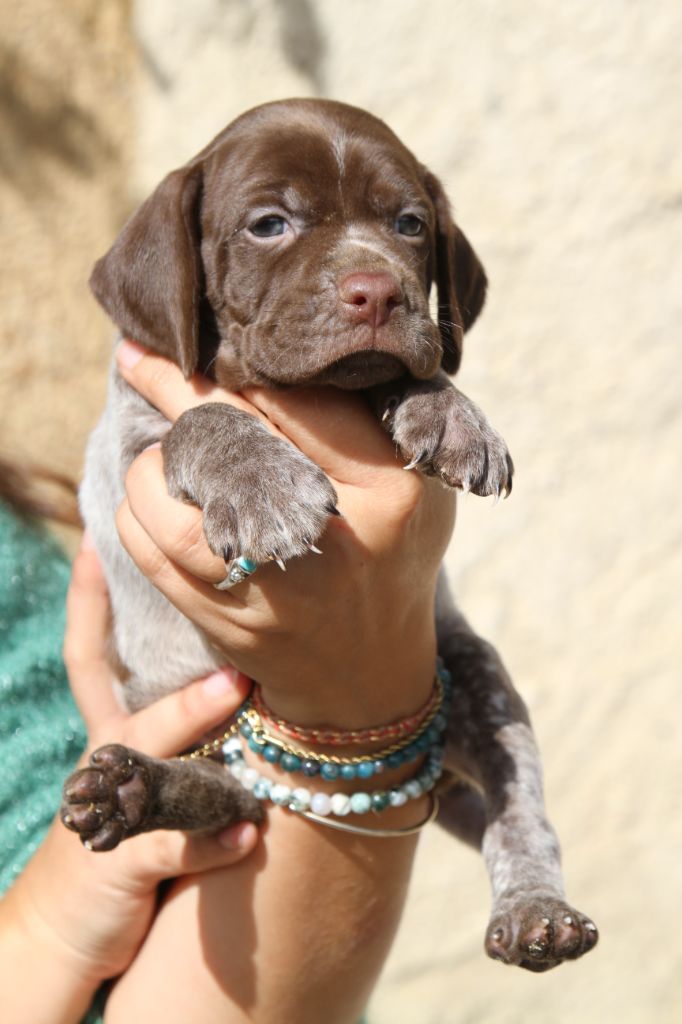 du Milobre de Bouisse - Chiots disponibles - Braque français, type Pyrenees (petite taille)