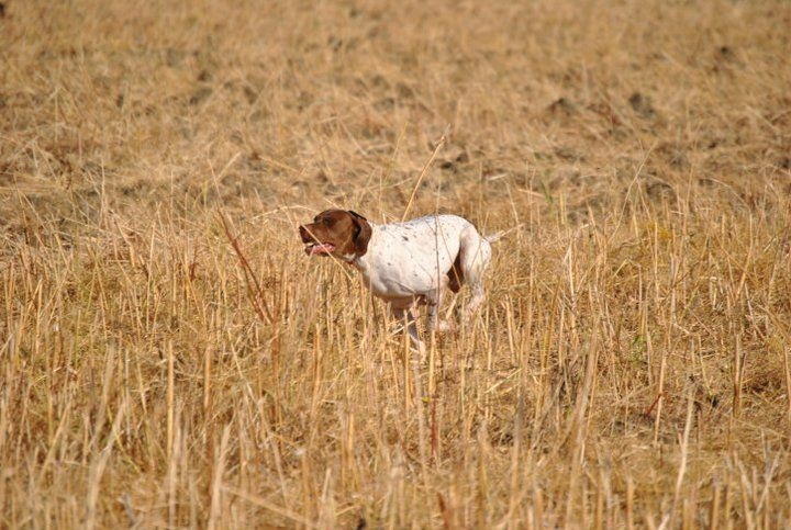 Chiot Braque français, type Pyrenees (petite taille) du Milobre de Bouisse