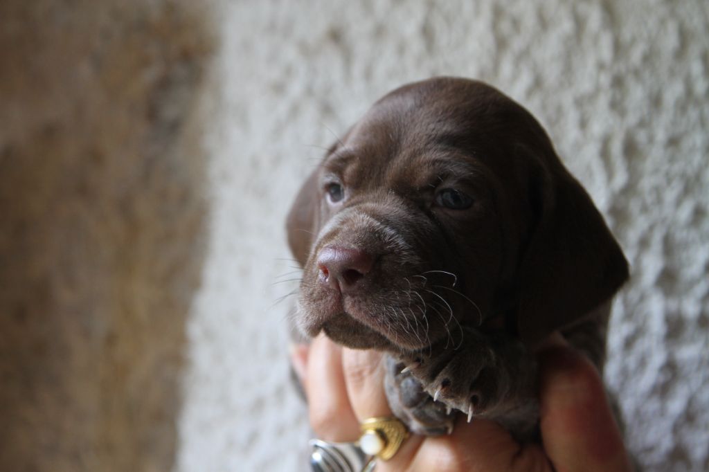 du Milobre de Bouisse - Chiots disponibles - Braque français, type Pyrenees (petite taille)