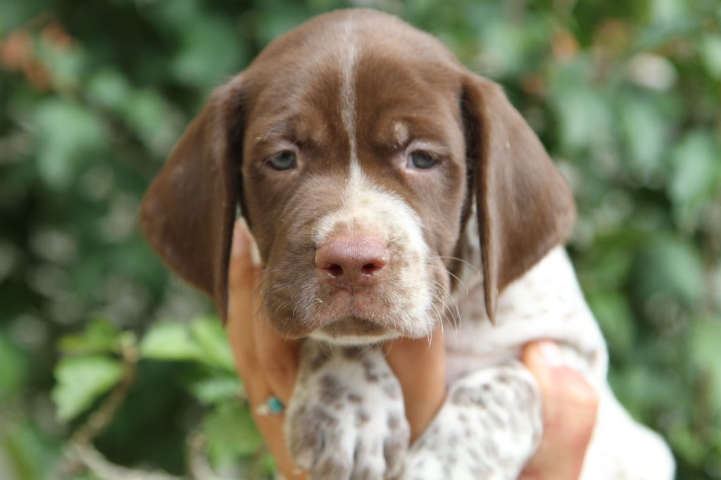 du Milobre de Bouisse - Chiots disponibles - Braque français, type Pyrenees (petite taille)