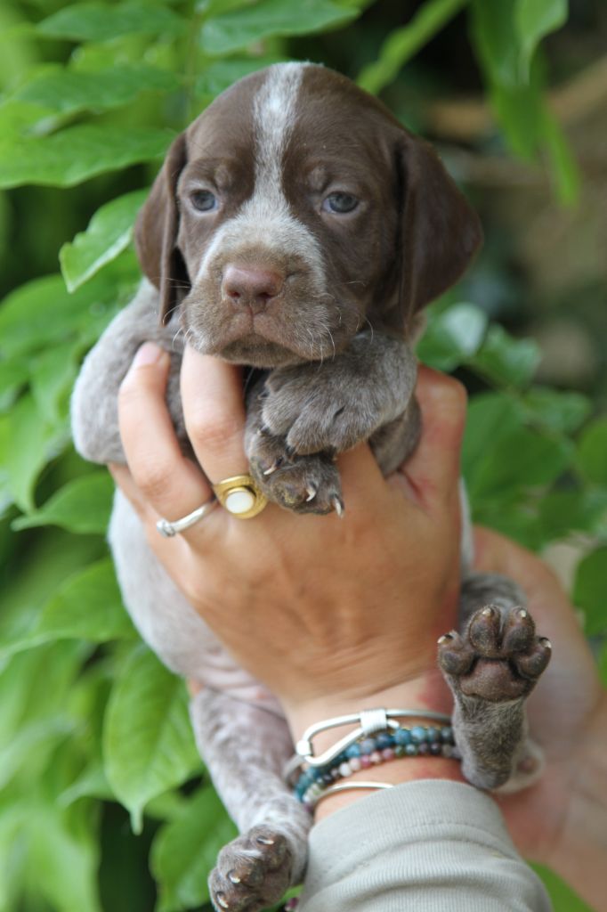 du Milobre de Bouisse - Chiots disponibles - Braque français, type Pyrenees (petite taille)