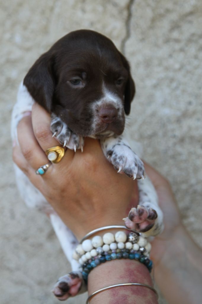 du Milobre de Bouisse - Chiots disponibles - Braque français, type Pyrenees (petite taille)