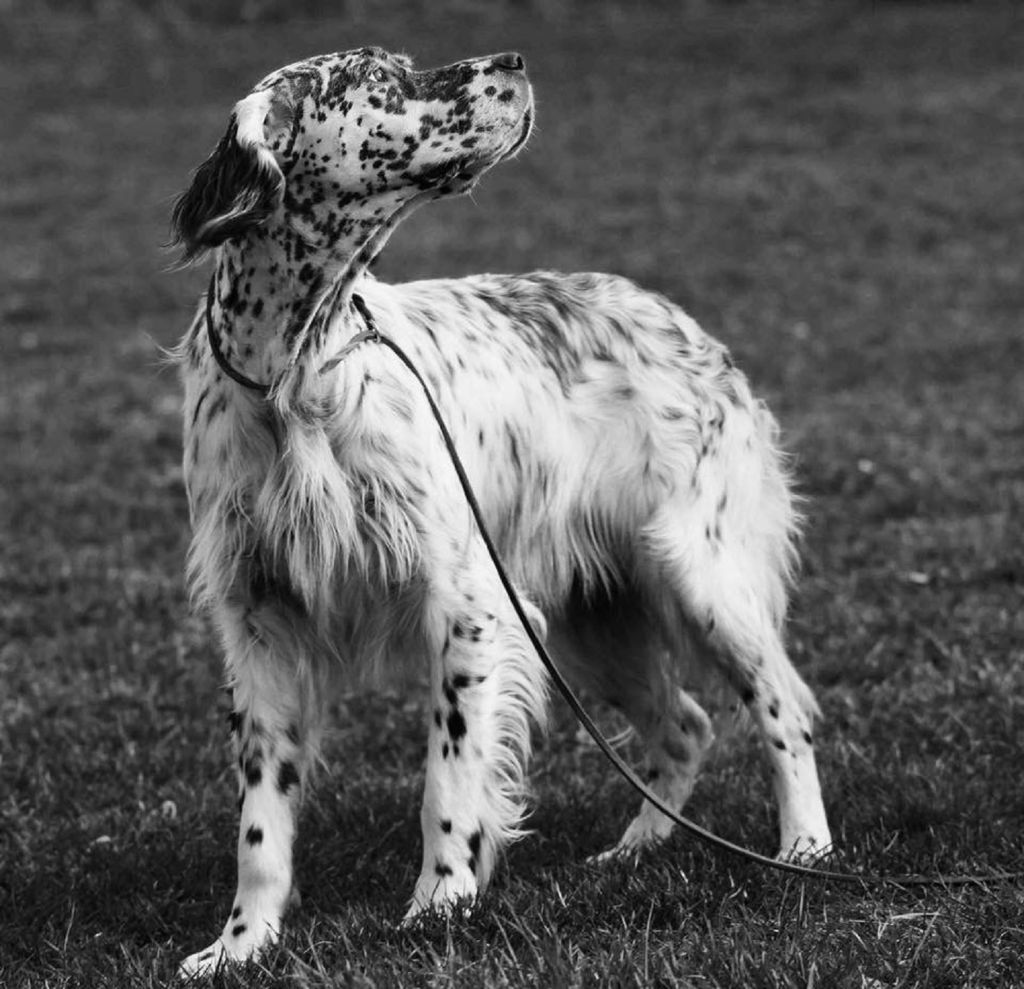 Chiot Setter Anglais du Milobre de Bouisse