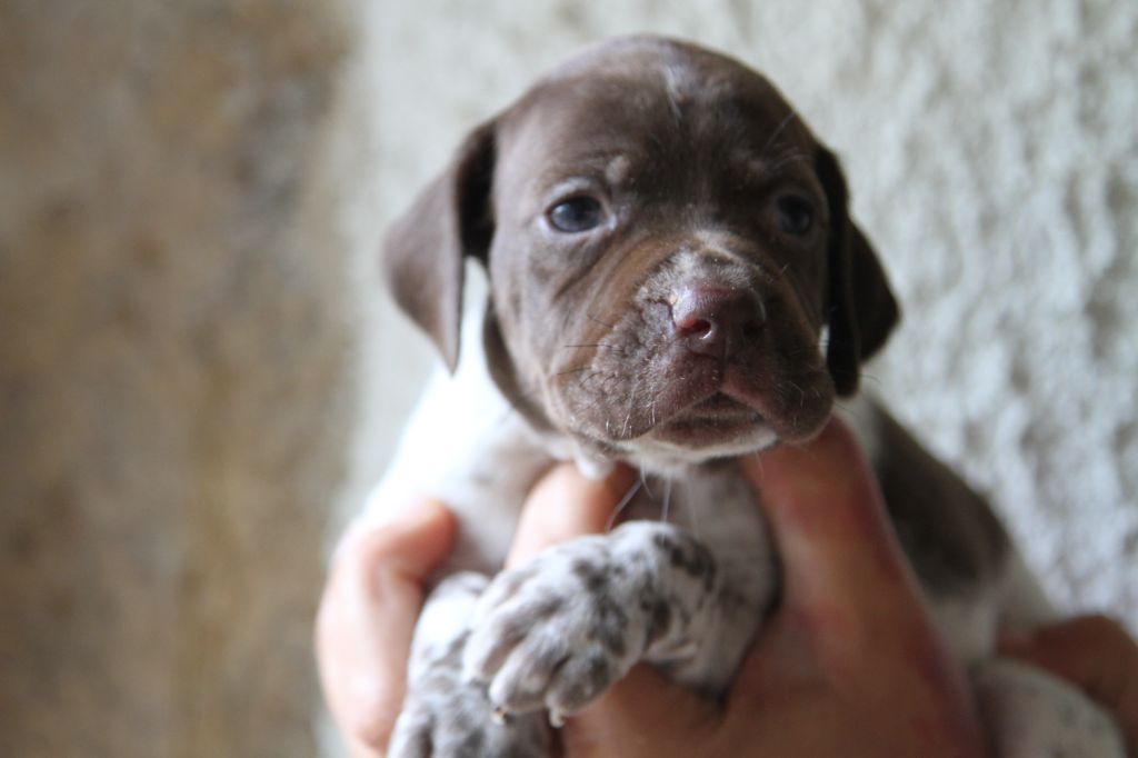 du Milobre de Bouisse - Chiots disponibles - Braque français, type Pyrenees (petite taille)