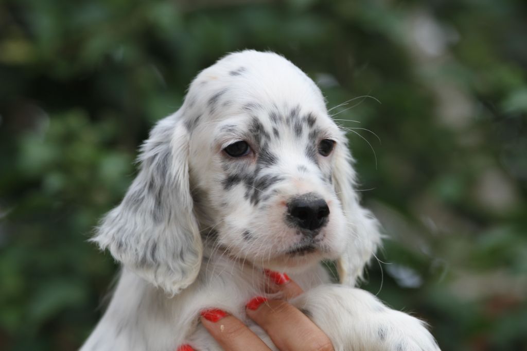 du Milobre de Bouisse - Chiots disponibles - Setter Anglais