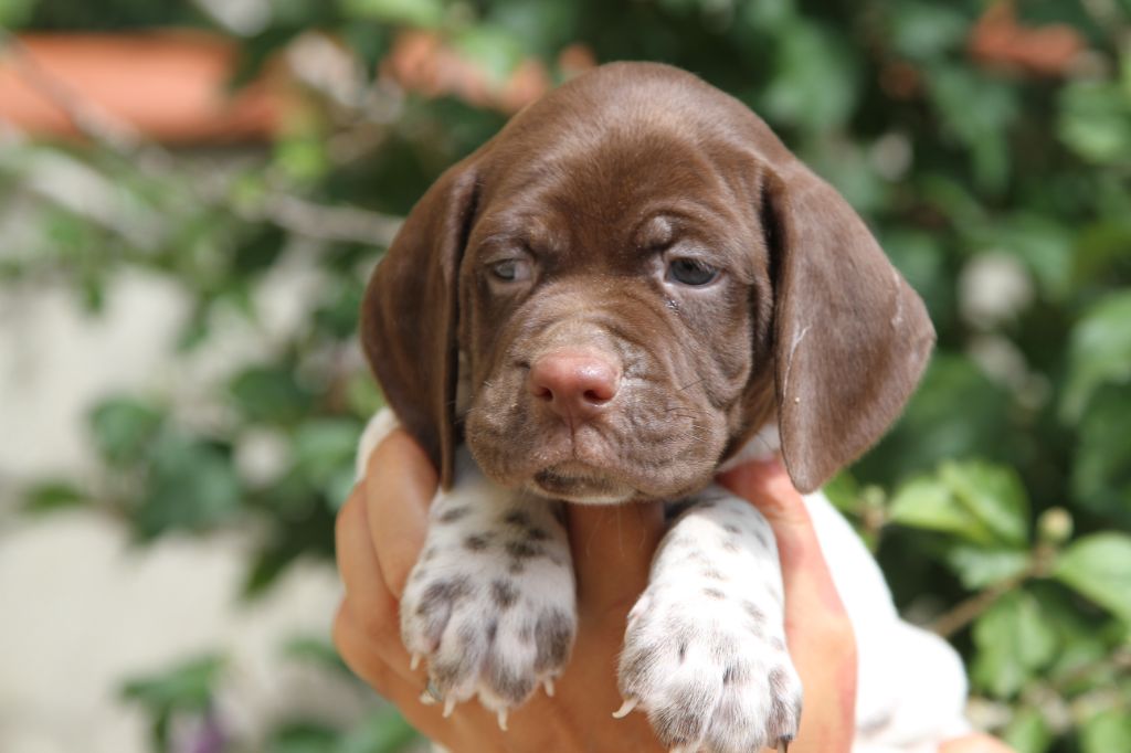 du Milobre de Bouisse - Chiots disponibles - Braque français, type Pyrenees (petite taille)