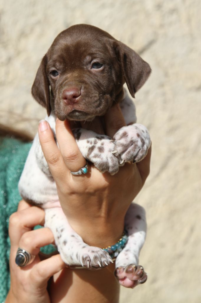 du Milobre de Bouisse - Chiots disponibles - Braque français, type Pyrenees (petite taille)