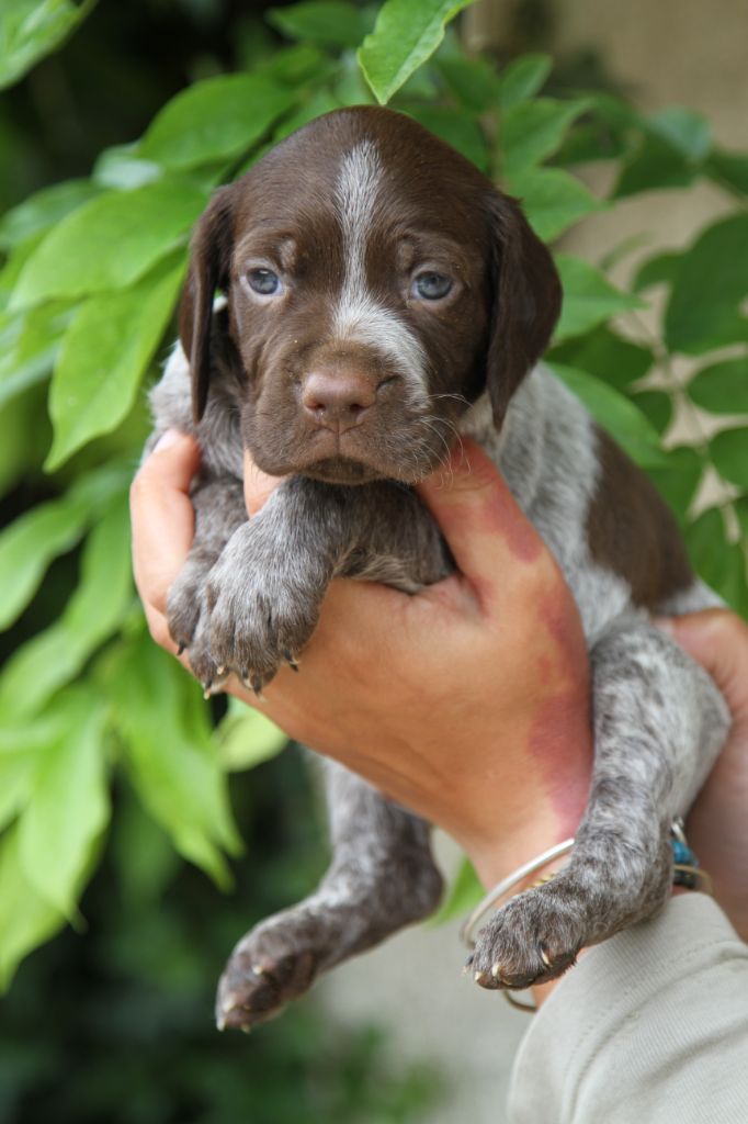 du Milobre de Bouisse - Chiots disponibles - Braque français, type Pyrenees (petite taille)