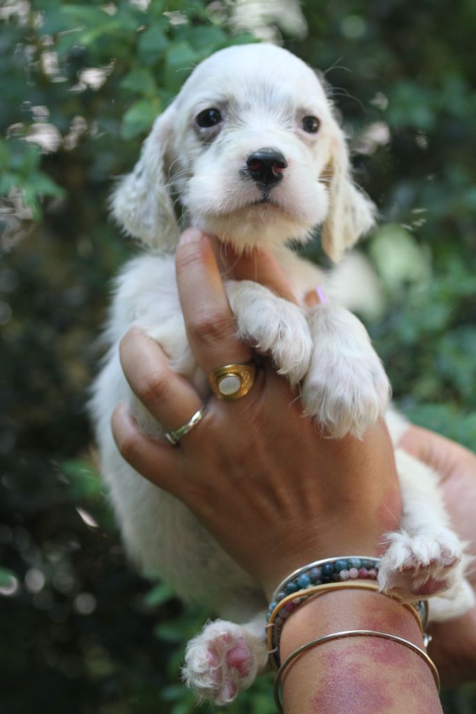 du Milobre de Bouisse - Chiots disponibles - Setter Anglais
