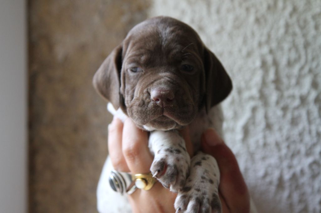du Milobre de Bouisse - Chiots disponibles - Braque français, type Pyrenees (petite taille)