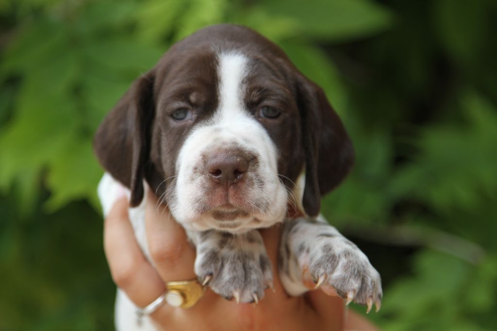 du Milobre de Bouisse - Chiots disponibles - Braque français, type Pyrenees (petite taille)