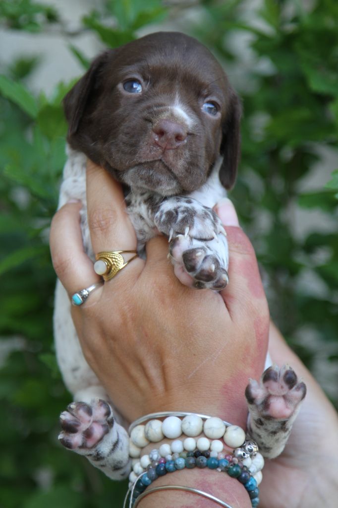 du Milobre de Bouisse - Chiots disponibles - Braque français, type Pyrenees (petite taille)
