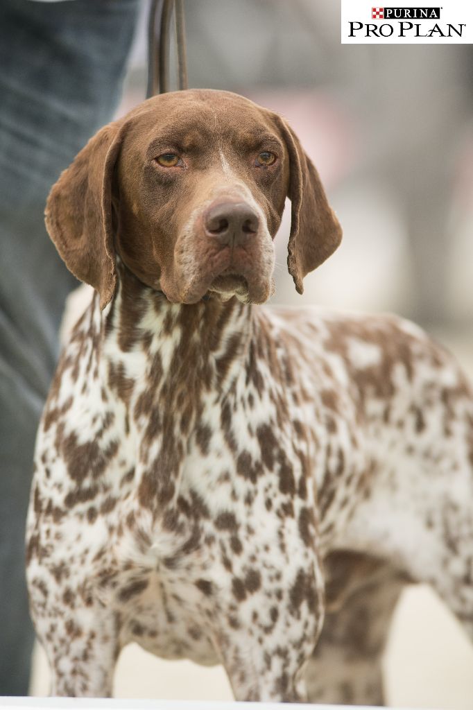 Chiot Braque français, type Pyrenees (petite taille) du Milobre de Bouisse