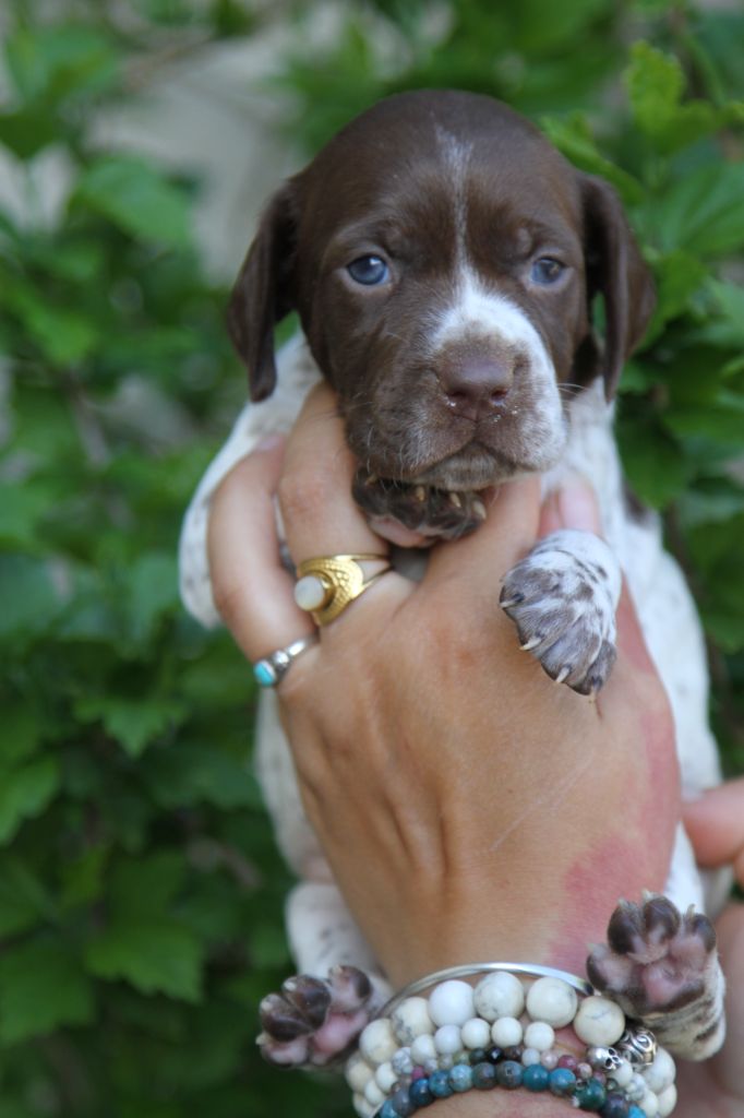 du Milobre de Bouisse - Chiots disponibles - Braque français, type Pyrenees (petite taille)