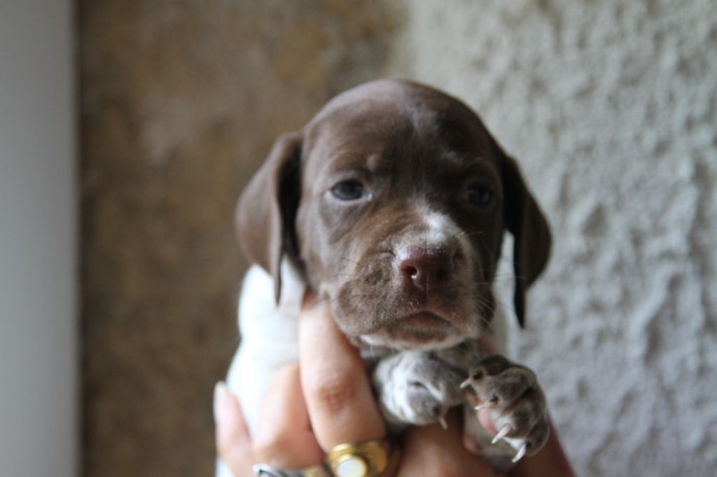 du Milobre de Bouisse - Chiots disponibles - Braque français, type Pyrenees (petite taille)