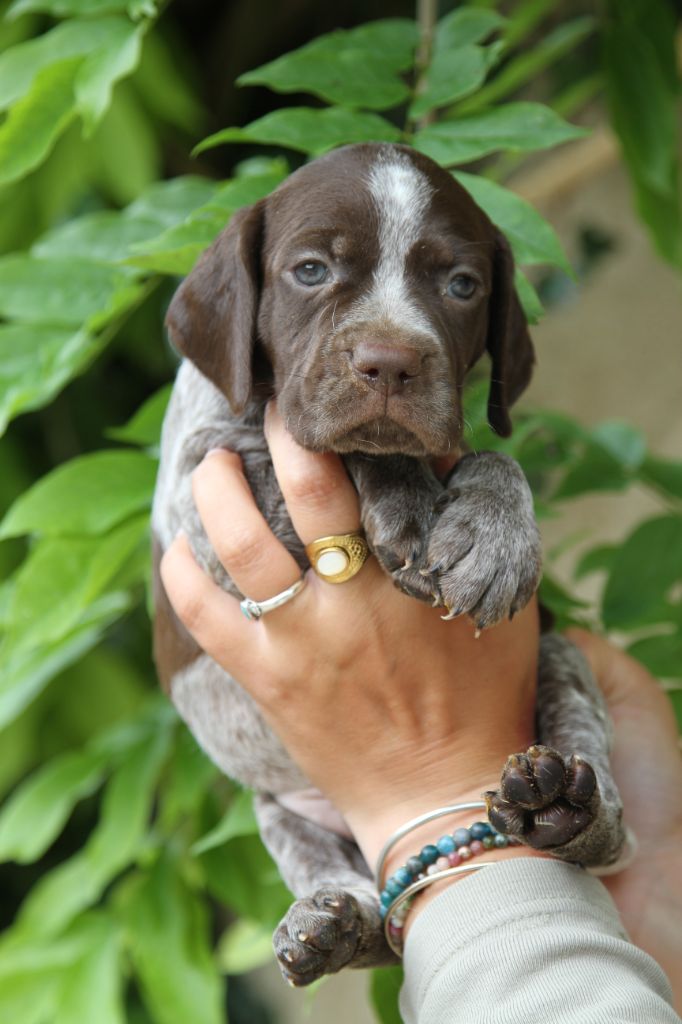 du Milobre de Bouisse - Chiots disponibles - Braque français, type Pyrenees (petite taille)