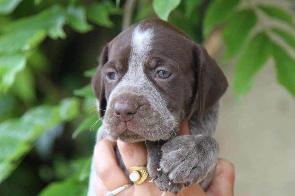 du Milobre de Bouisse - Chiots disponibles - Braque français, type Pyrenees (petite taille)