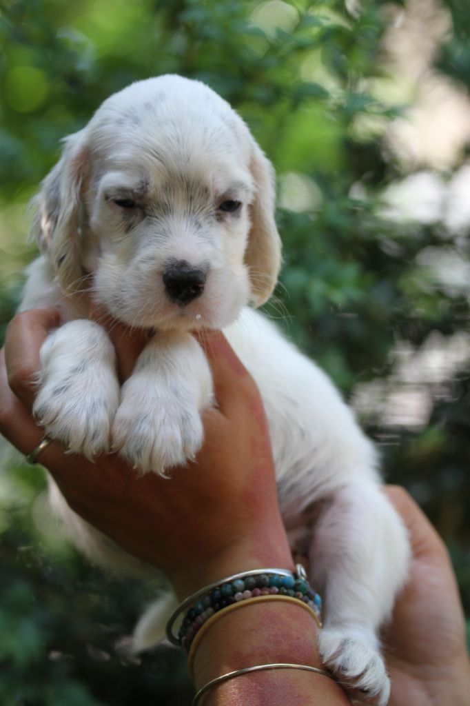 du Milobre de Bouisse - Chiots disponibles - Setter Anglais