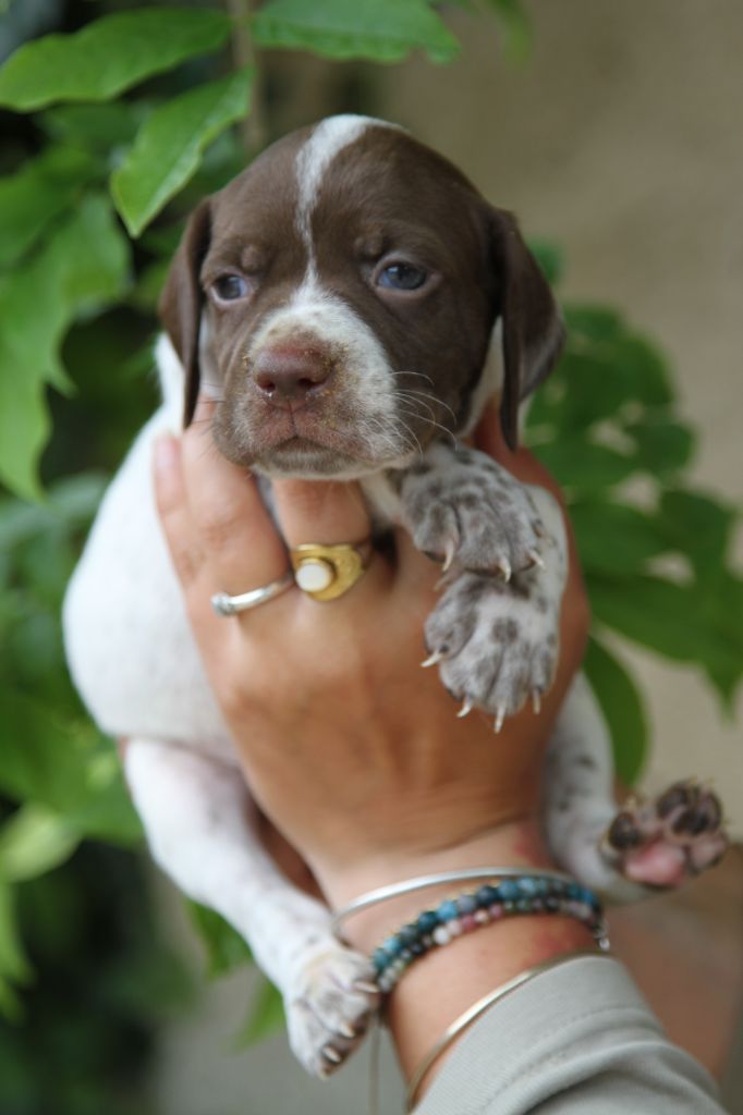 du Milobre de Bouisse - Chiots disponibles - Braque français, type Pyrenees (petite taille)