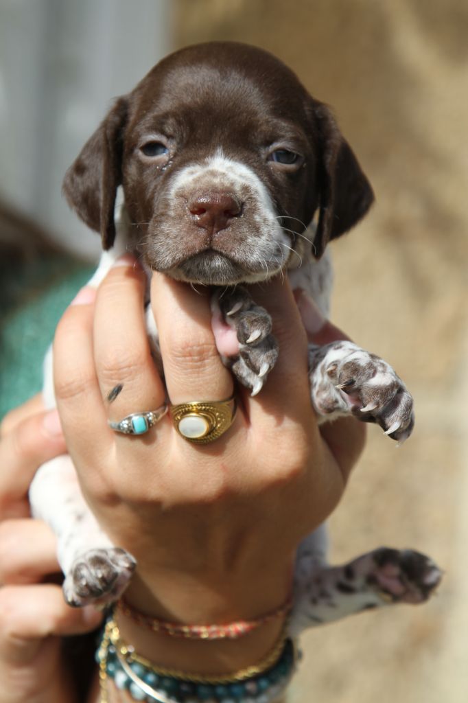 du Milobre de Bouisse - Chiots disponibles - Braque français, type Pyrenees (petite taille)