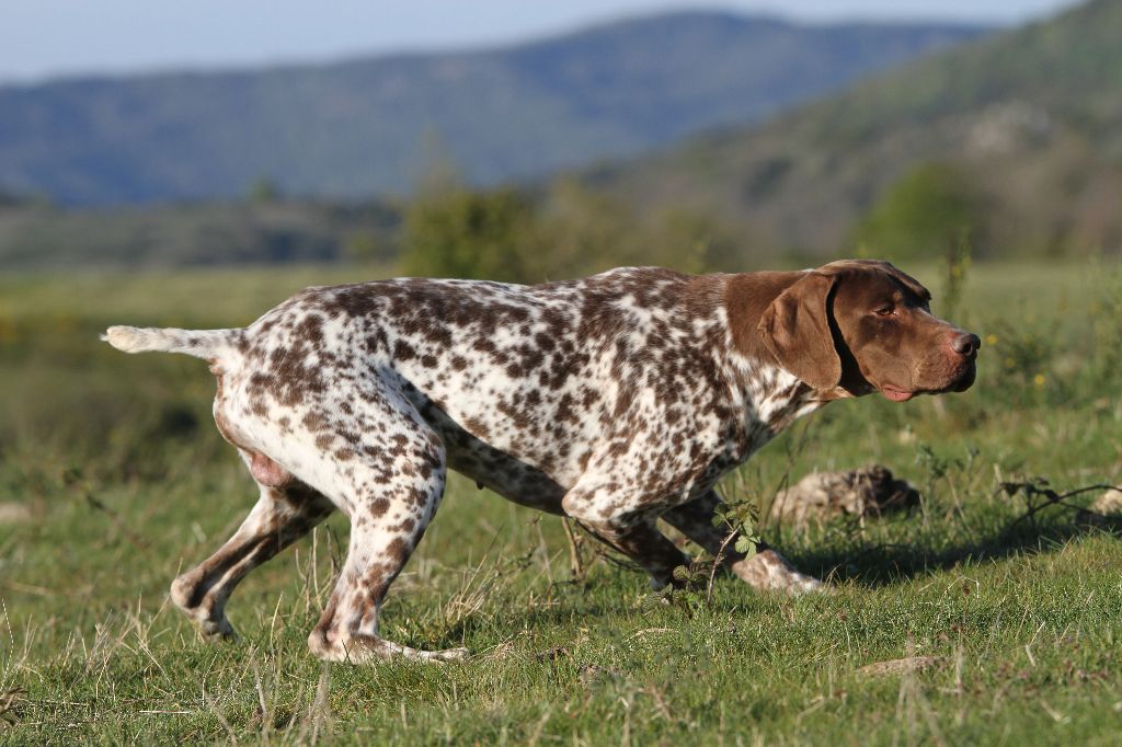 Chiot Braque français, type Pyrenees (petite taille) du Milobre de Bouisse