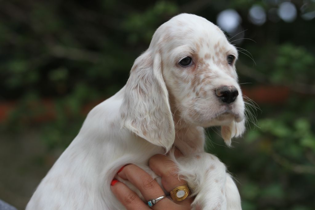 du Milobre de Bouisse - Chiots disponibles - Setter Anglais