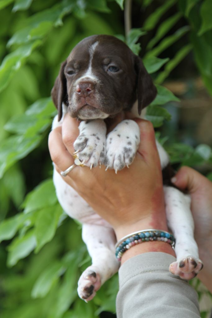 du Milobre de Bouisse - Chiots disponibles - Braque français, type Pyrenees (petite taille)