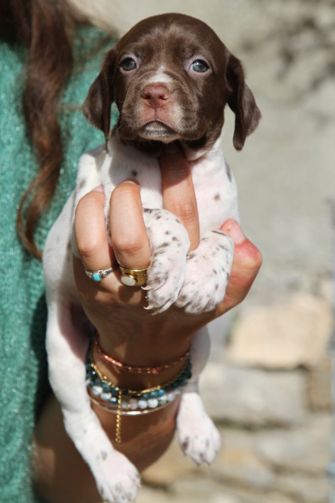 du Milobre de Bouisse - Chiots disponibles - Braque français, type Pyrenees (petite taille)