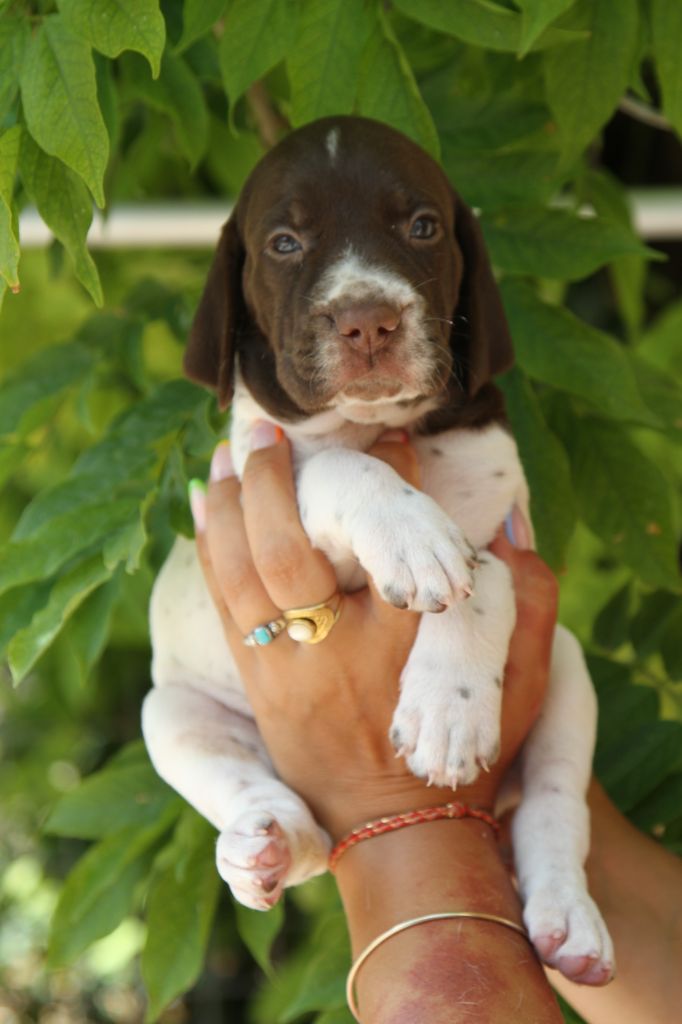du Milobre de Bouisse - Chiots disponibles - Braque français, type Gascogne (grande taille)