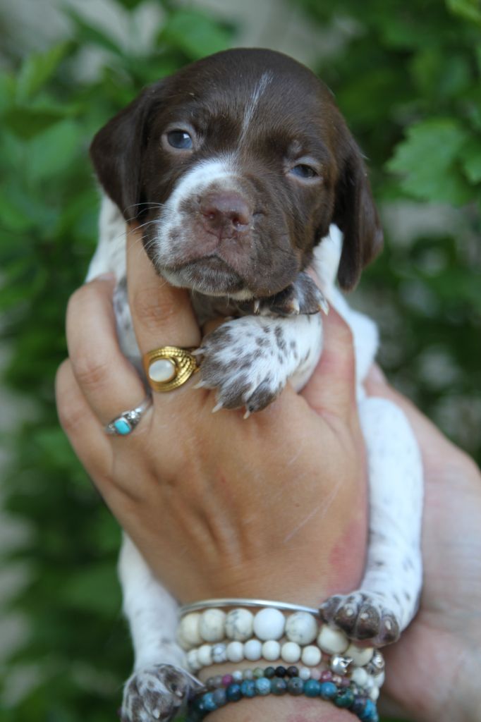 du Milobre de Bouisse - Chiots disponibles - Braque français, type Pyrenees (petite taille)