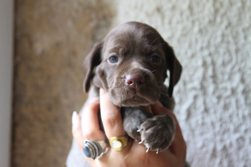 du Milobre de Bouisse - Chiots disponibles - Braque français, type Pyrenees (petite taille)