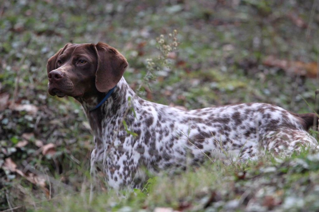 Chiot Braque français, type Pyrenees (petite taille) du Milobre de Bouisse