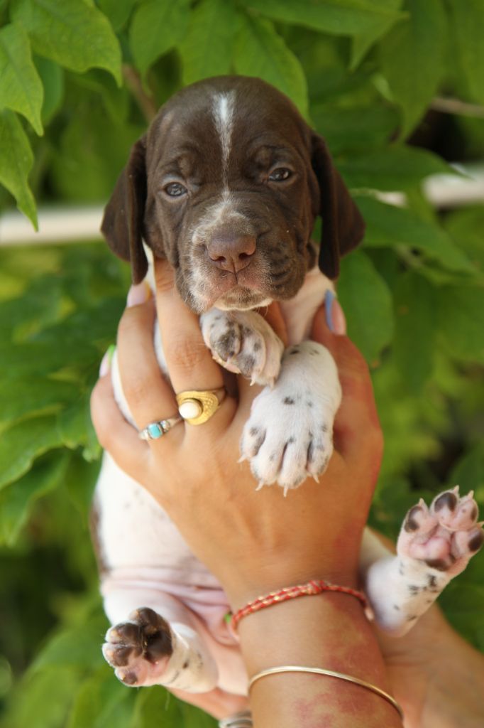 du Milobre de Bouisse - Chiots disponibles - Braque français, type Gascogne (grande taille)