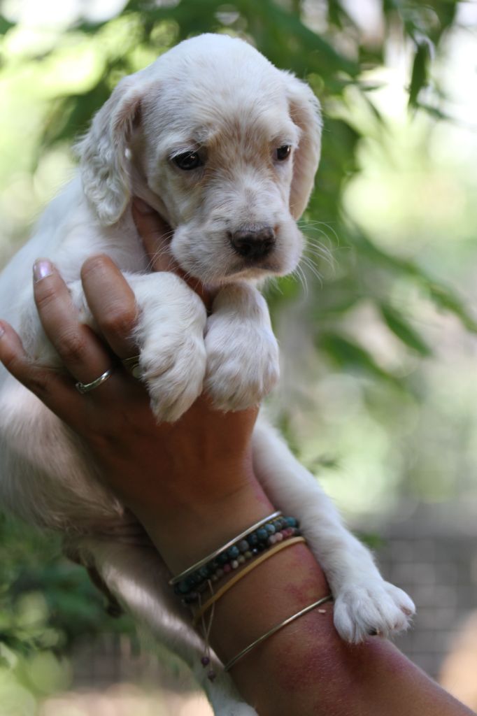 du Milobre de Bouisse - Chiots disponibles - Setter Anglais