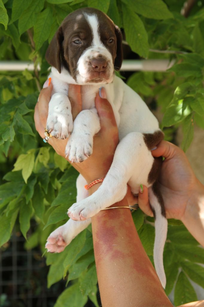 du Milobre de Bouisse - Chiots disponibles - Braque français, type Gascogne (grande taille)