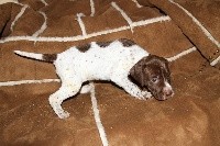 PIPPA
