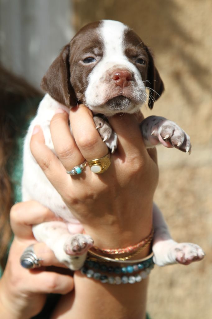 du Milobre de Bouisse - Chiots disponibles - Braque français, type Pyrenees (petite taille)