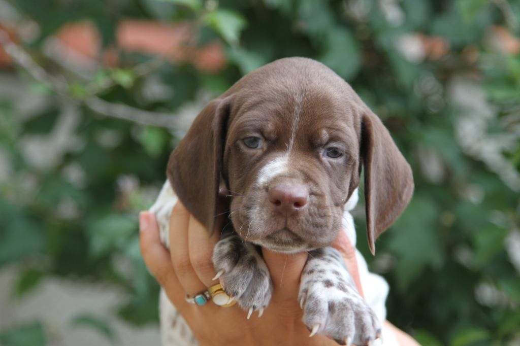 du Milobre de Bouisse - Chiots disponibles - Braque français, type Pyrenees (petite taille)