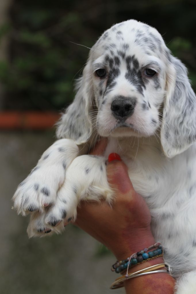 du Milobre de Bouisse - Chiots disponibles - Setter Anglais