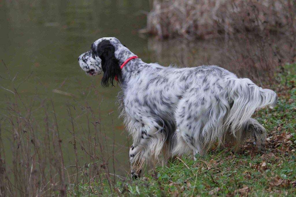 Chiot Setter Anglais du Milobre de Bouisse