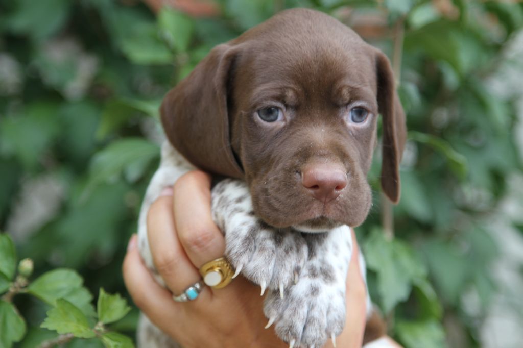 du Milobre de Bouisse - Chiots disponibles - Braque français, type Pyrenees (petite taille)