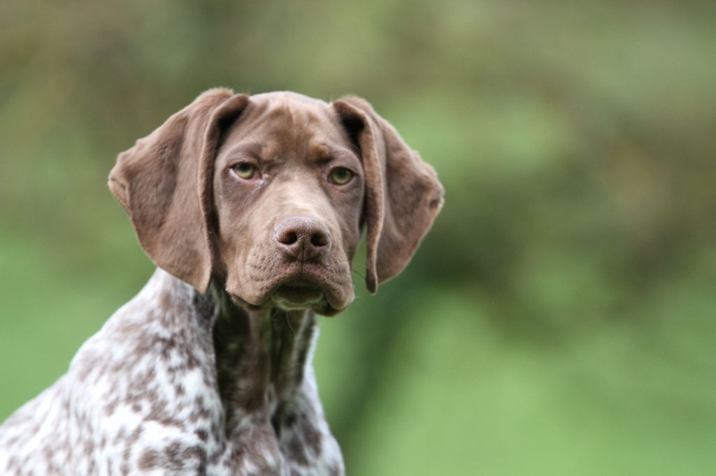 Chiot Braque français, type Pyrenees (petite taille) du Milobre de Bouisse