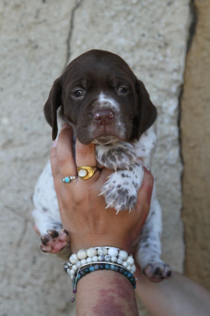 du Milobre de Bouisse - Chiots disponibles - Braque français, type Pyrenees (petite taille)