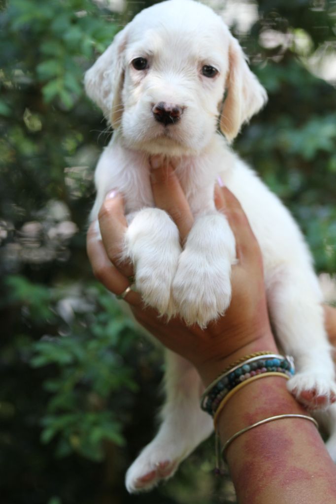 du Milobre de Bouisse - Chiots disponibles - Setter Anglais