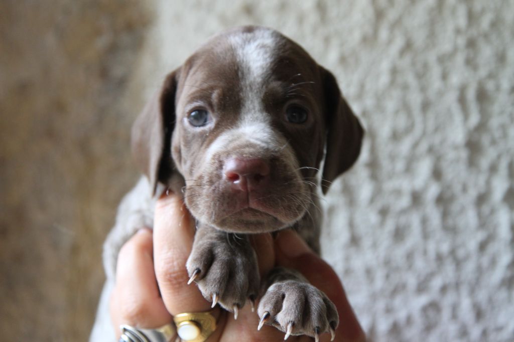 du Milobre de Bouisse - Chiots disponibles - Braque français, type Pyrenees (petite taille)