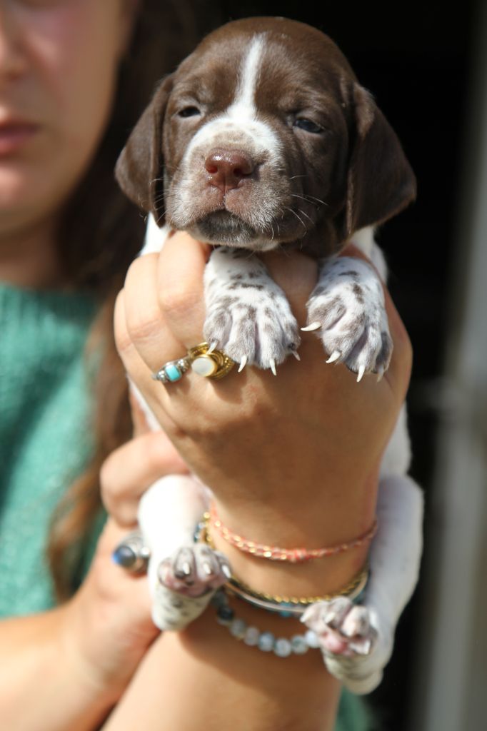du Milobre de Bouisse - Chiots disponibles - Braque français, type Pyrenees (petite taille)